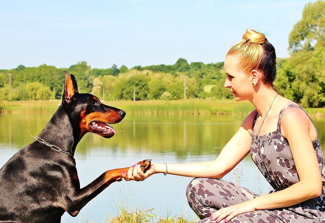 dressage de chiens