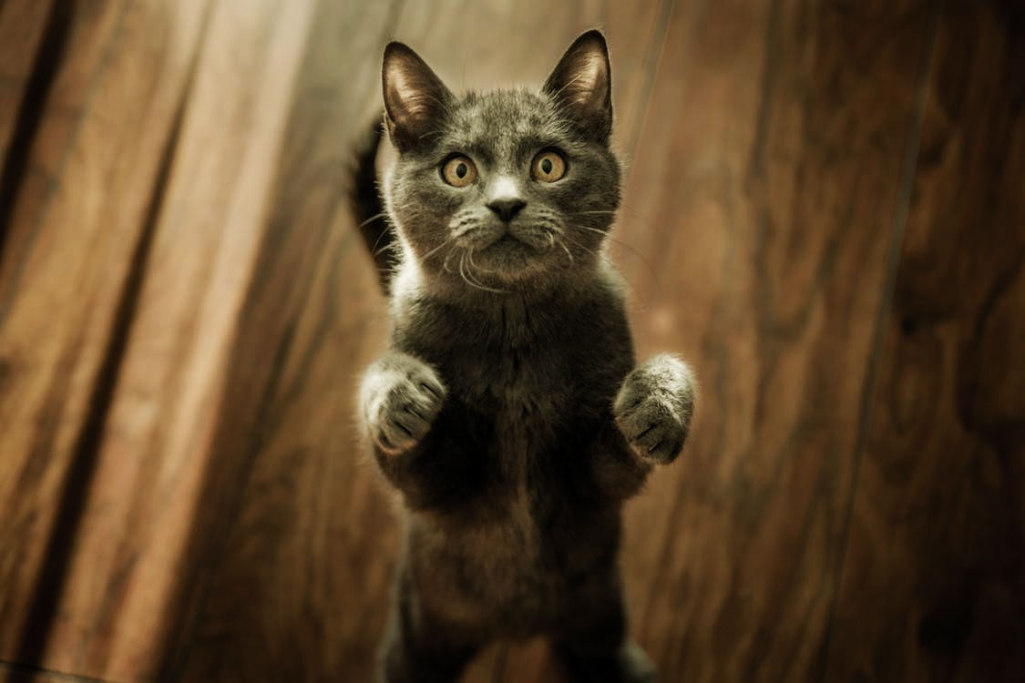 Animaux